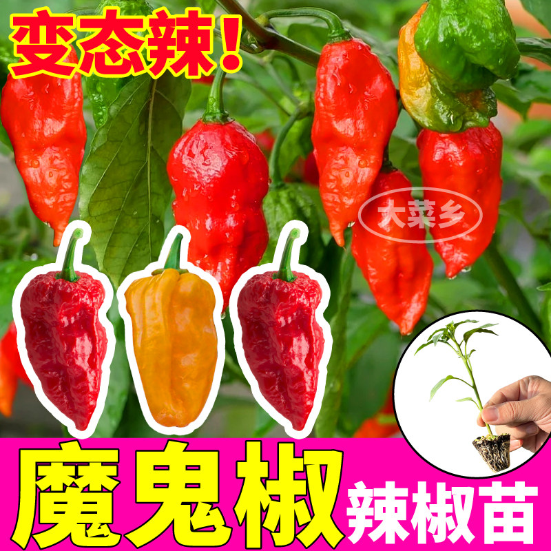 寿光魔鬼椒辣苗秧变态红黄
