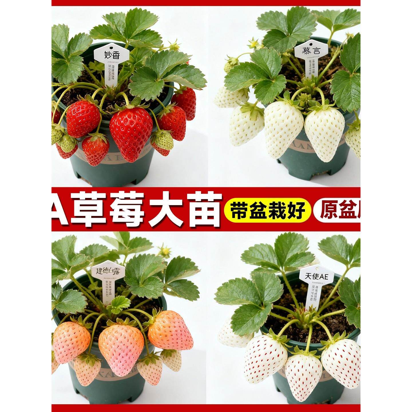 草莓苗盆栽四季奶油原土建