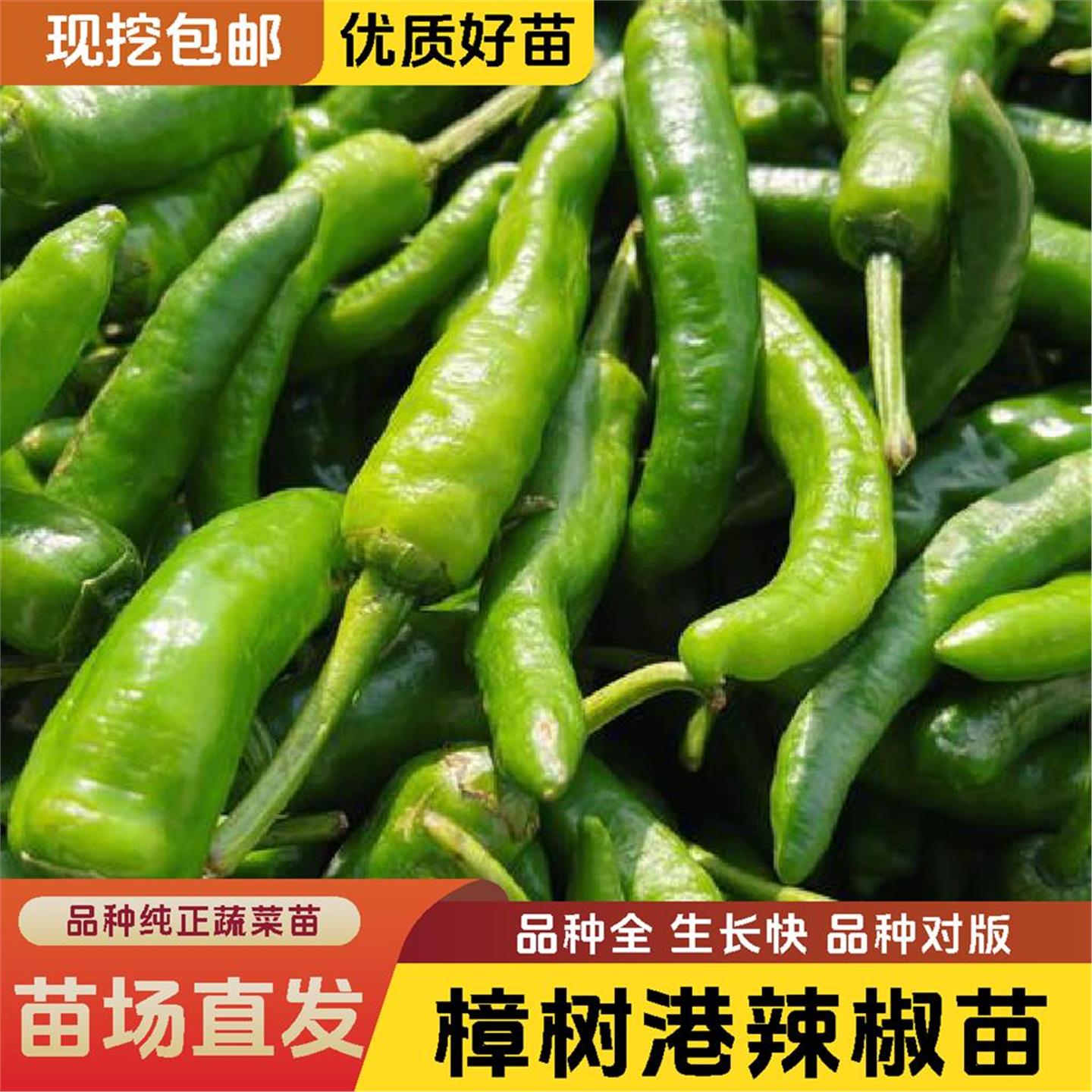 【樟树港辣椒苗】正宗阳台