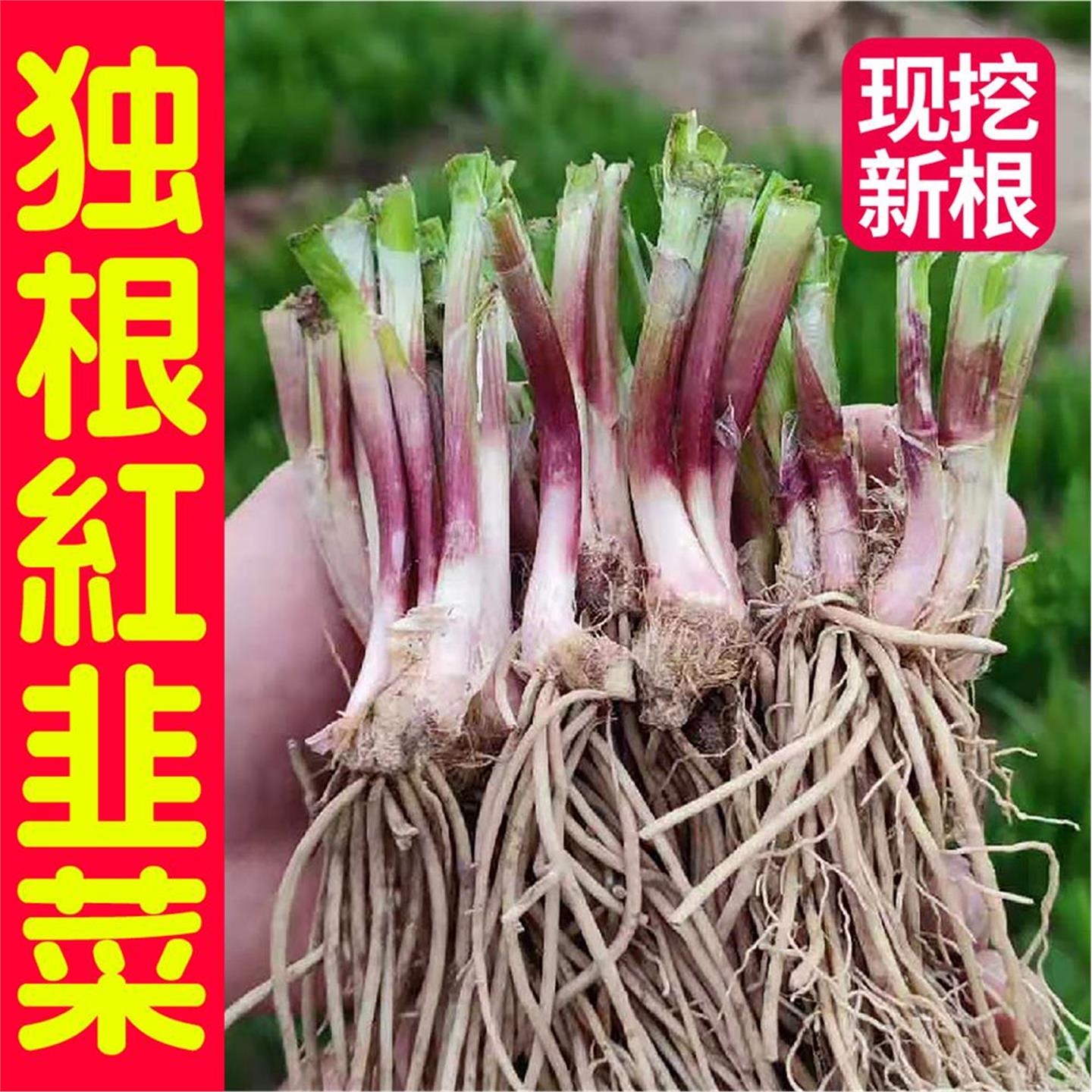 山东寿光独根红韭菜粗宽叶