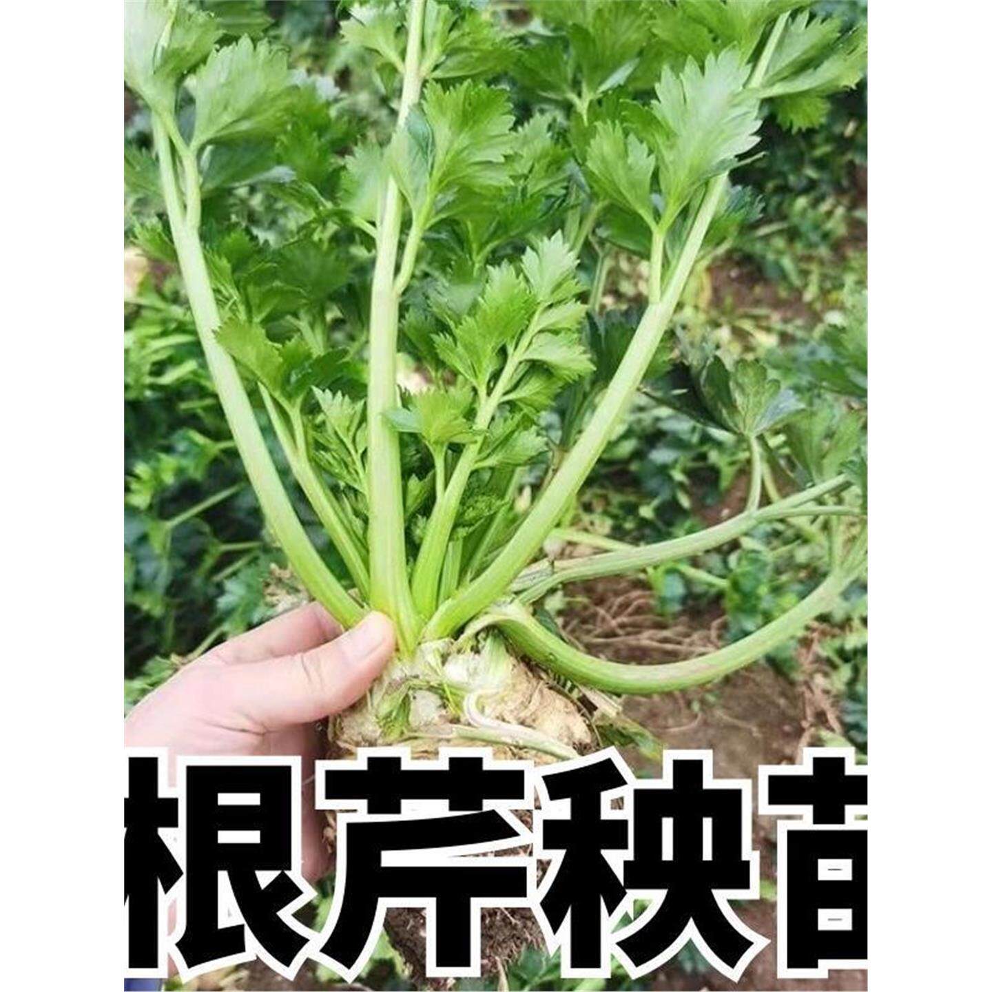 山东寿光根芹苗秧子大疙瘩