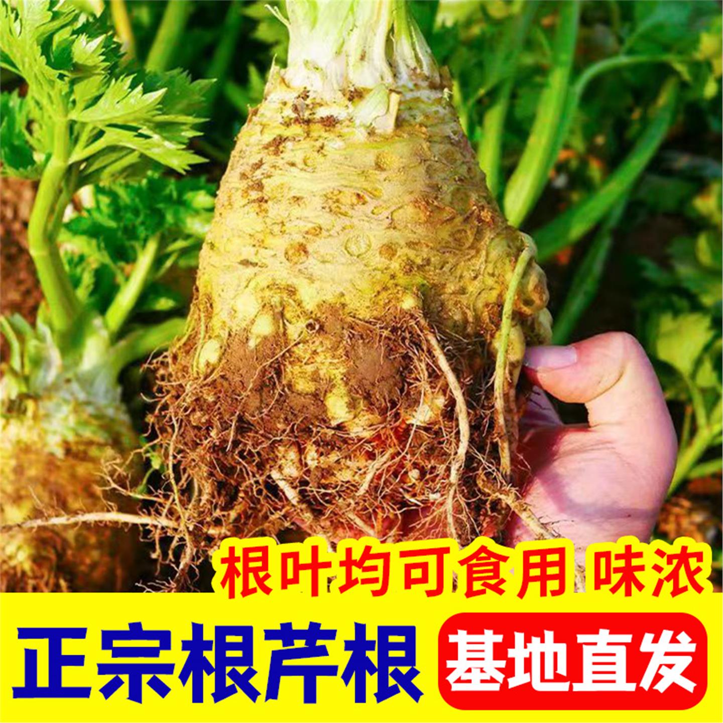 正宗高产苗子营养西芹土球