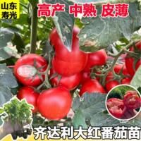 齐达利番茄苗大红番茄蔬菜种子西红柿苗早春四季阳台盆子