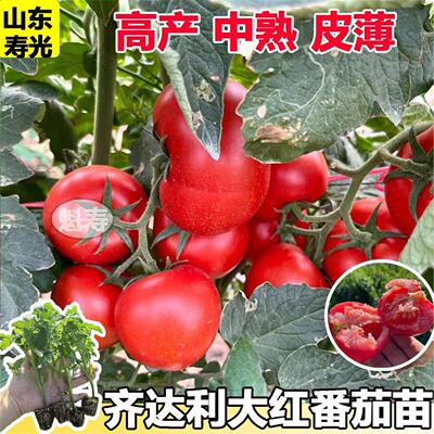 齐达利番茄苗大红番茄蔬菜种子西红柿苗早春四季阳台盆子