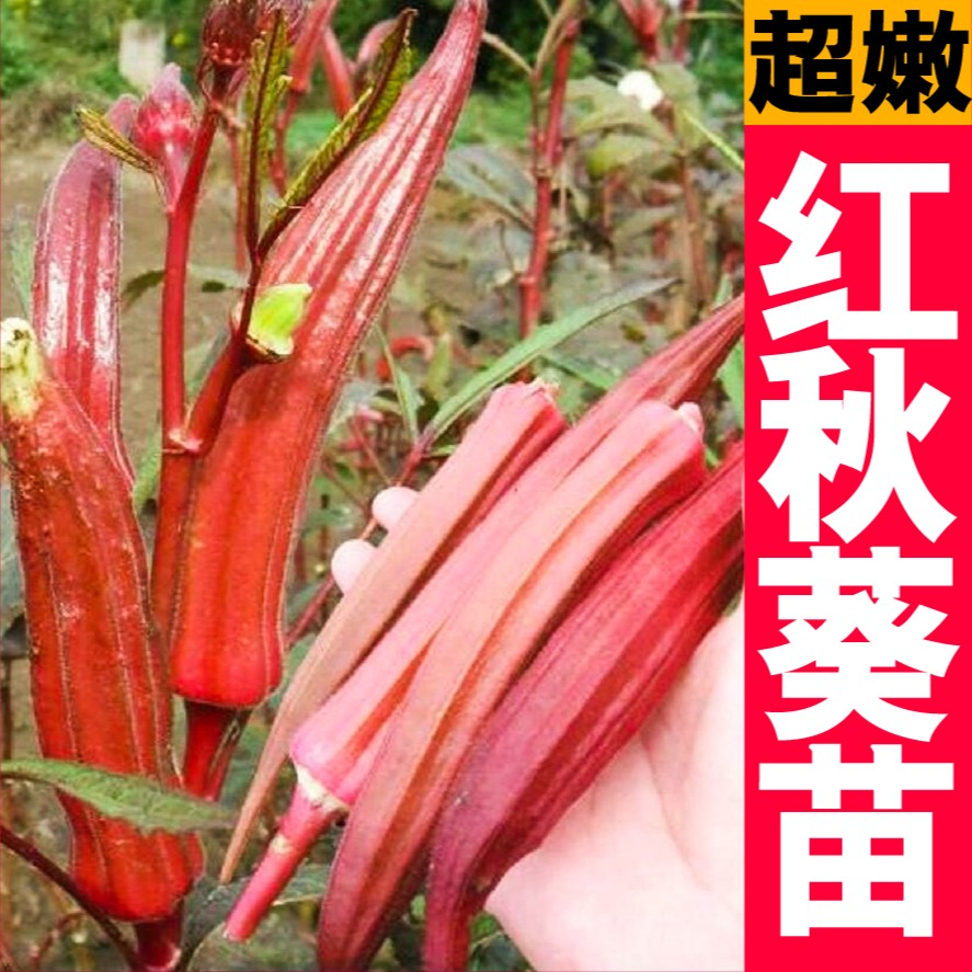 超嫩红秋葵秧苗耐热黄子高