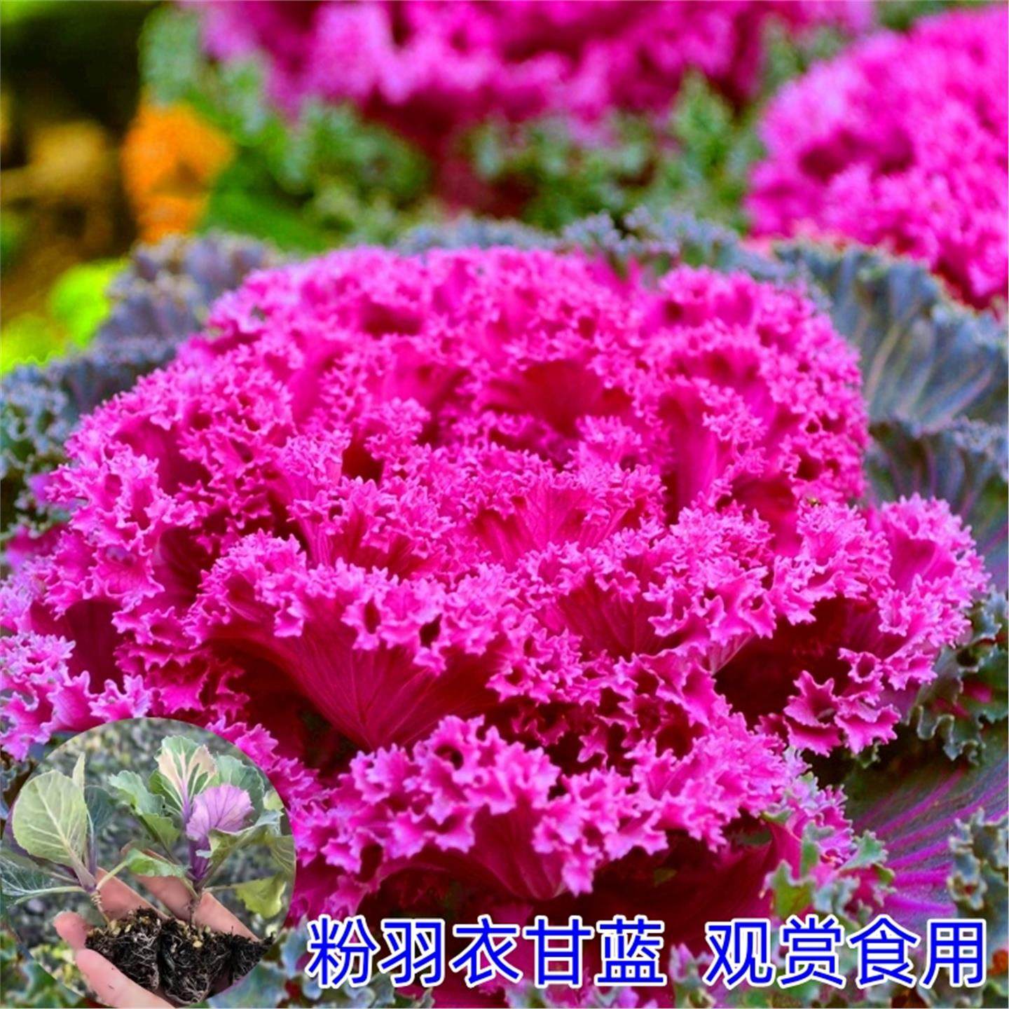 羽衣甘蓝苗秧苗观赏食用粉红青绿紫叶牡丹盆栽四季耐寒老桩盆景花,鲜花速递/花卉仿真/绿植园艺,家庭园艺种子,淘宝优惠券,粉丝福利购,淘宝优惠卷