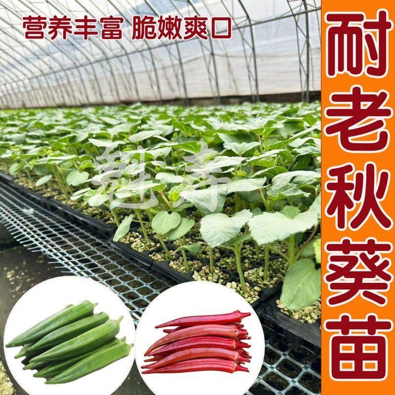 四季超嫩水果秋葵秧苗更耐