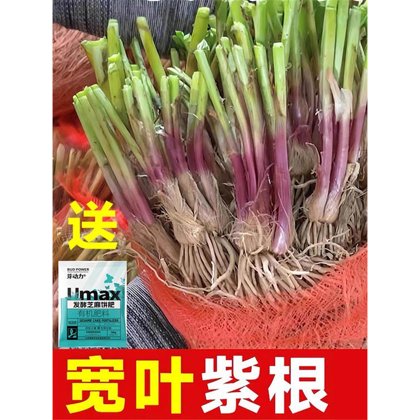 韭菜根苗现挖小大宽叶紫种