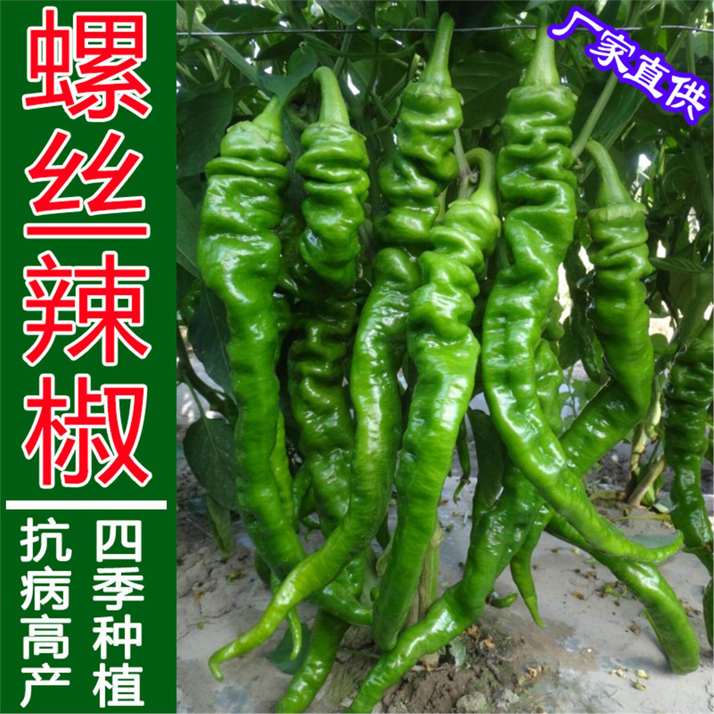 金螺丝辣椒种子秧苗陇香尖