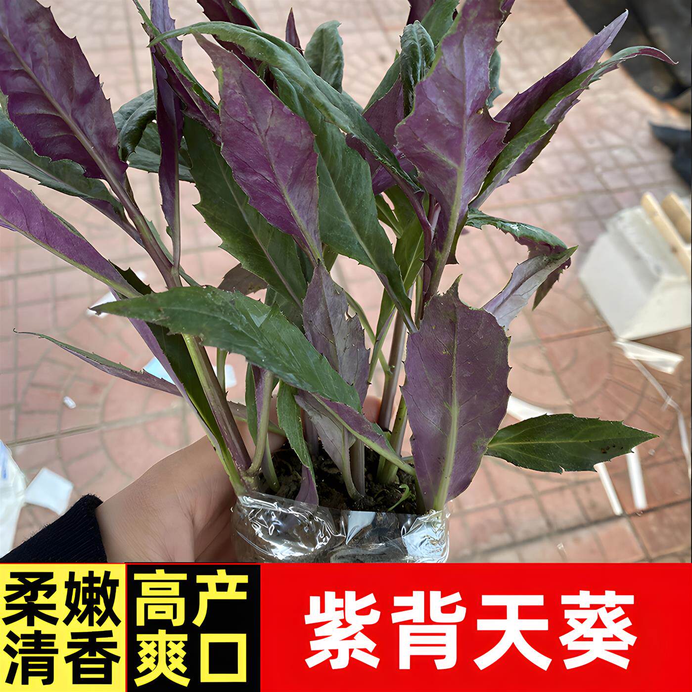 紫背天葵苗高产春播丝瓜
