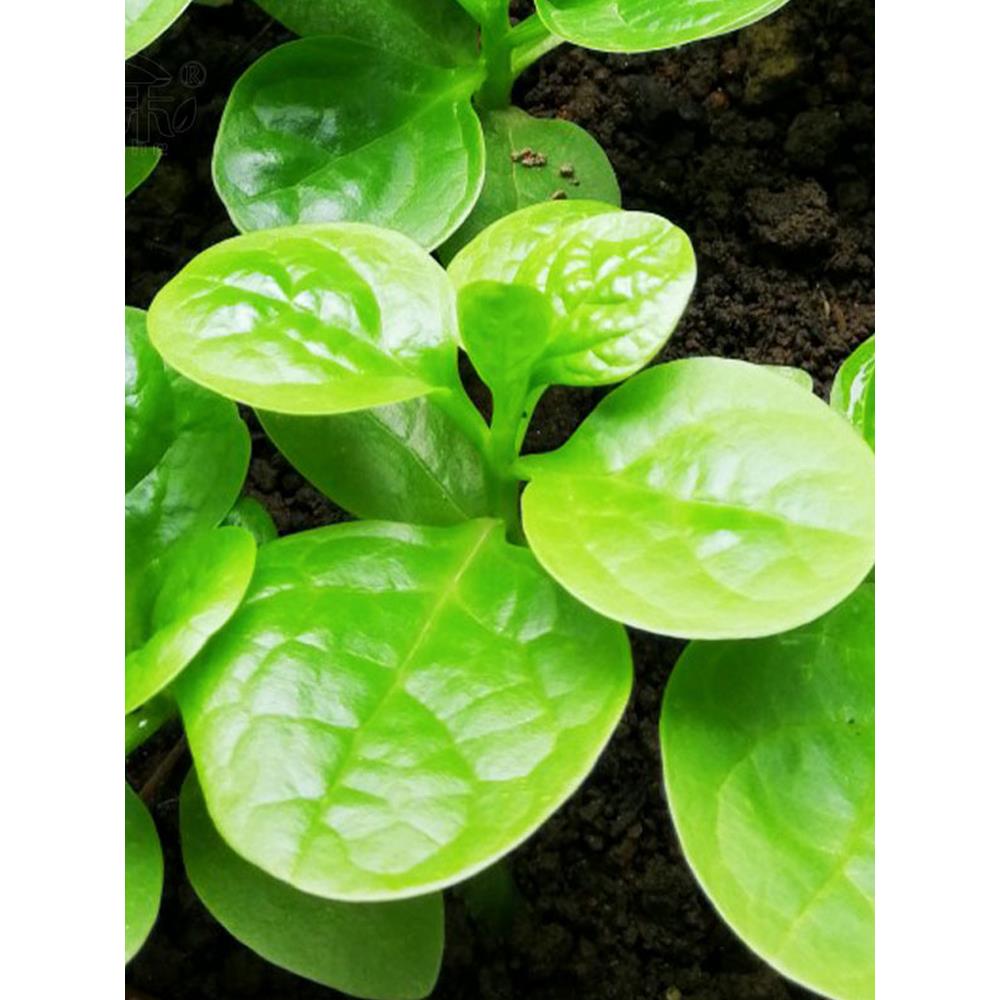大叶木耳菜种子高产植苗圆