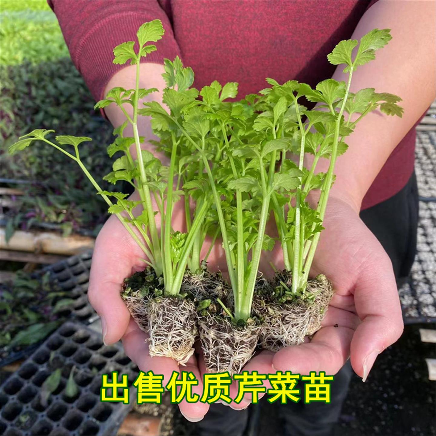 幼苗芹菜西秧甘兰花春季夏