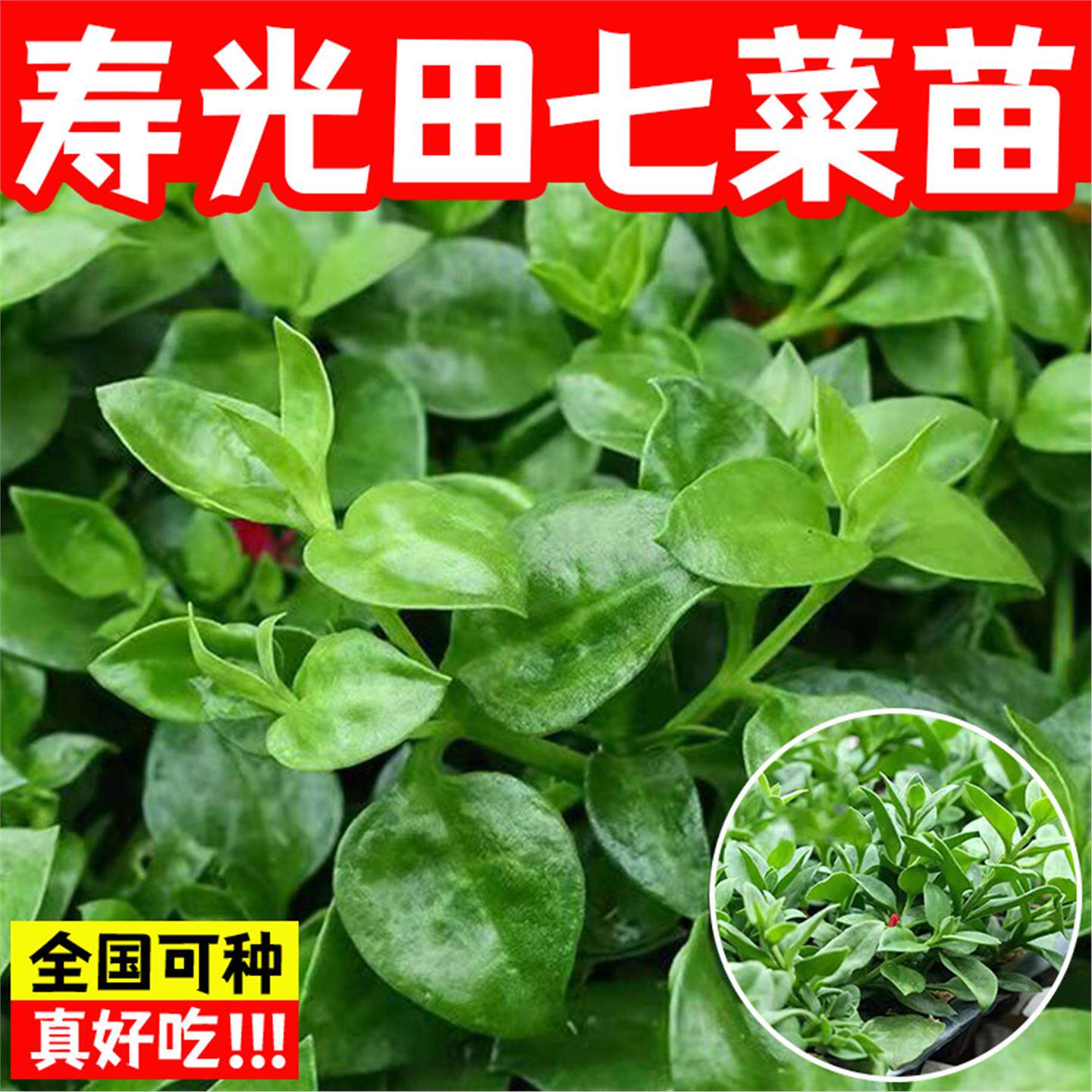 田七种苗秧苗食用保健菜特色菜三七花卉四季室内阳台盆栽蔬菜种子