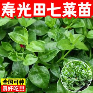 田七种苗秧苗食用保健菜特色菜三七花卉四季室内阳台盆栽蔬菜种子