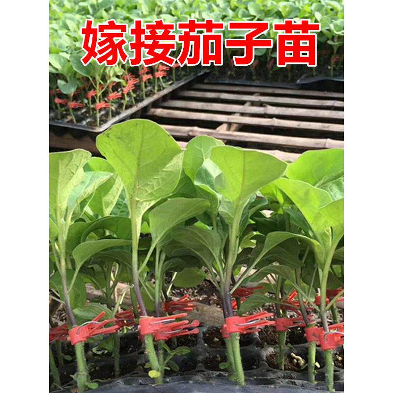 嫁接茄子苗绿把长紫圆罐