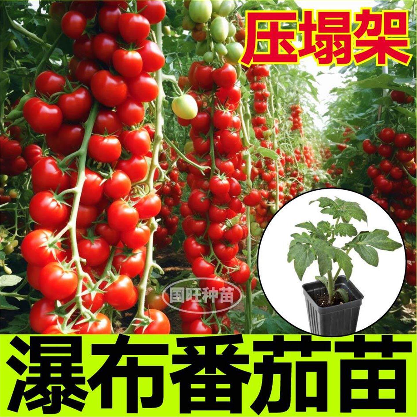 超甜瀑布番茄苗秧带土球红
