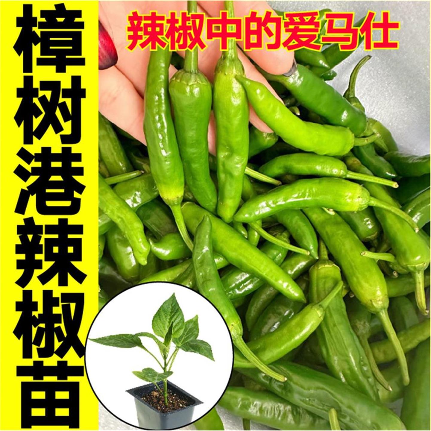 正宗湖南樟树港辣椒苗秧带