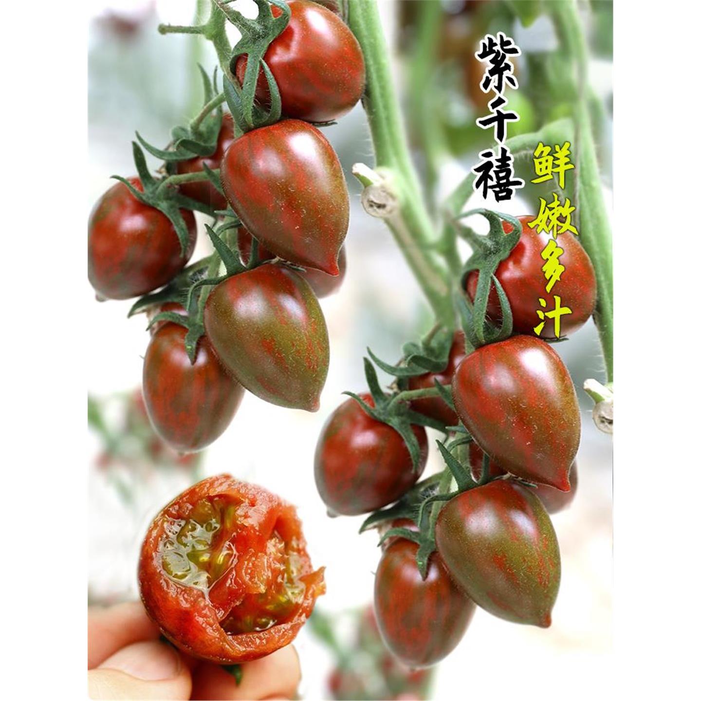 紫千禧番茄种子籽苗色圣女