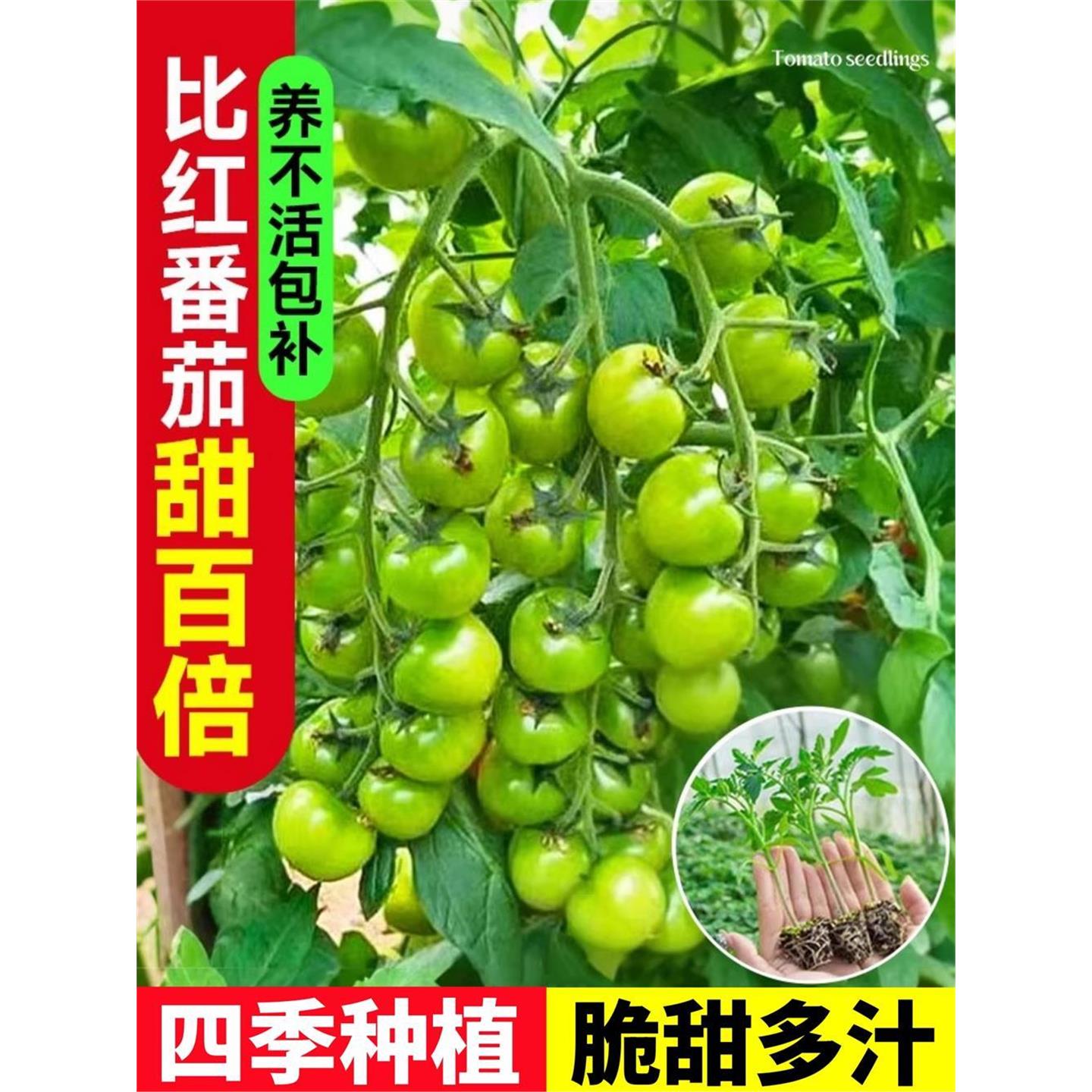 绿番茄苗秧阳台盆栽水果圣