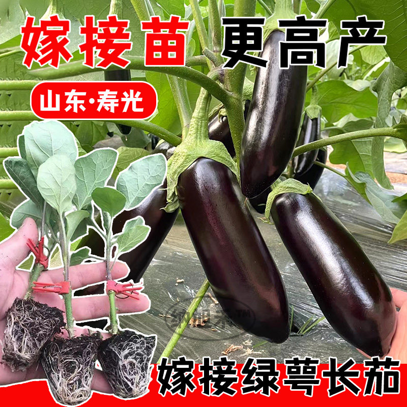 嫁接绿萼茄子苗圆长线杭灯