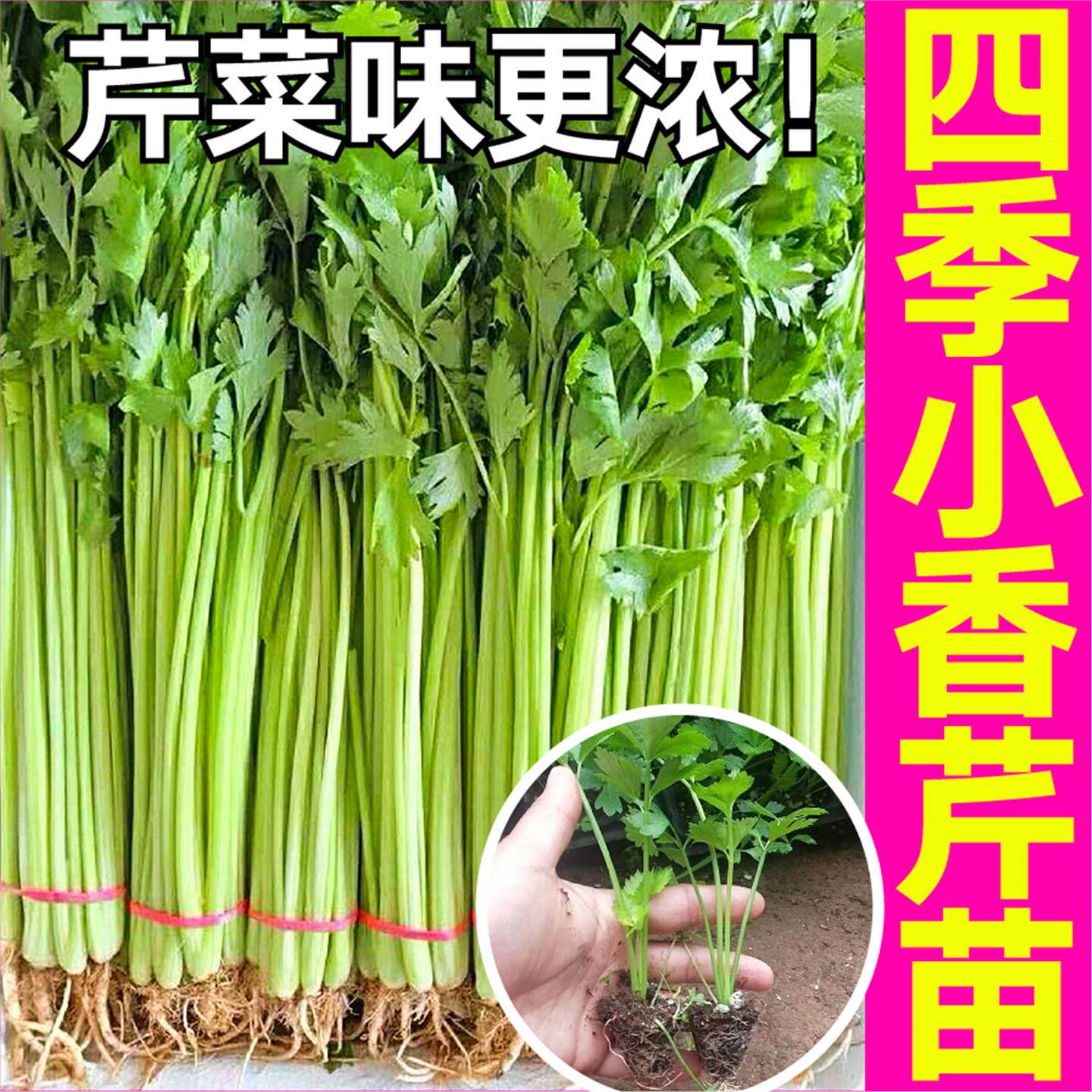 脆嫩四季小香芹菜秧苗幼速