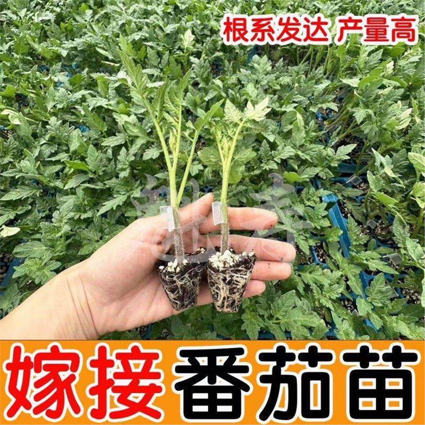 嫁接大红粉番茄苗西柿小四