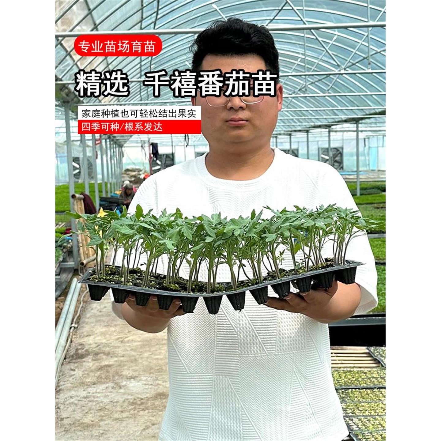 千禧番茄苗小红圣女果黄四