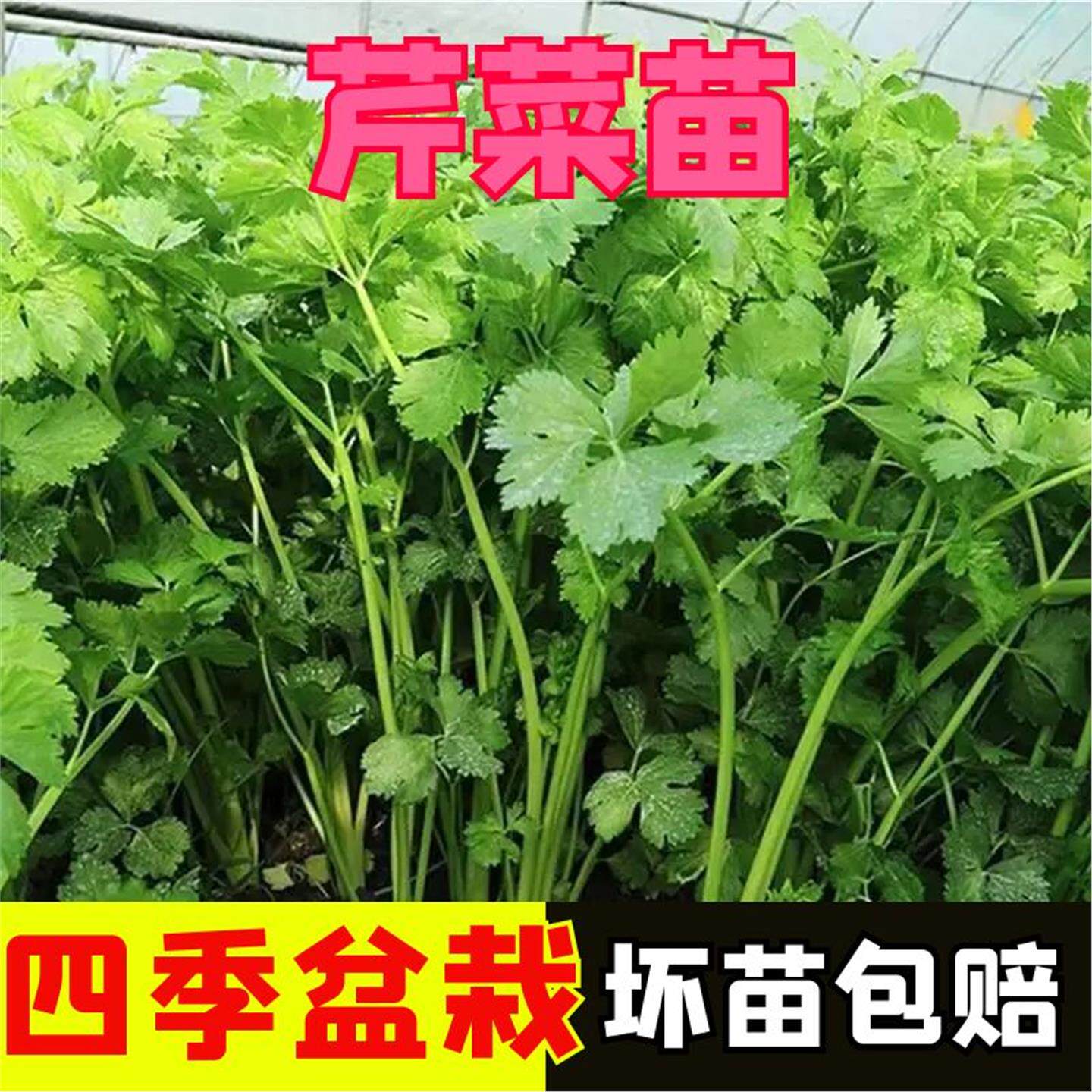 四季小香芹菜苗子穴盘庭院