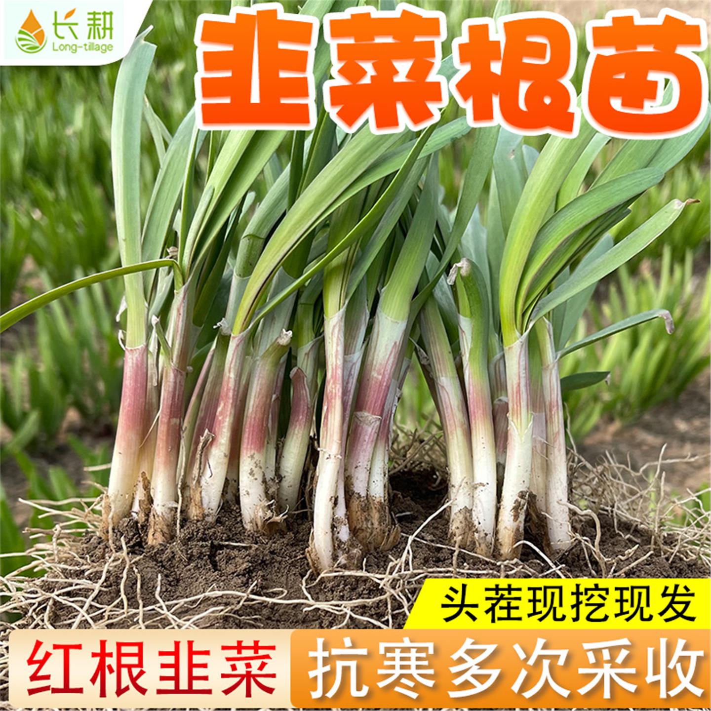 寿光红根韭菜苗紫现挖种子