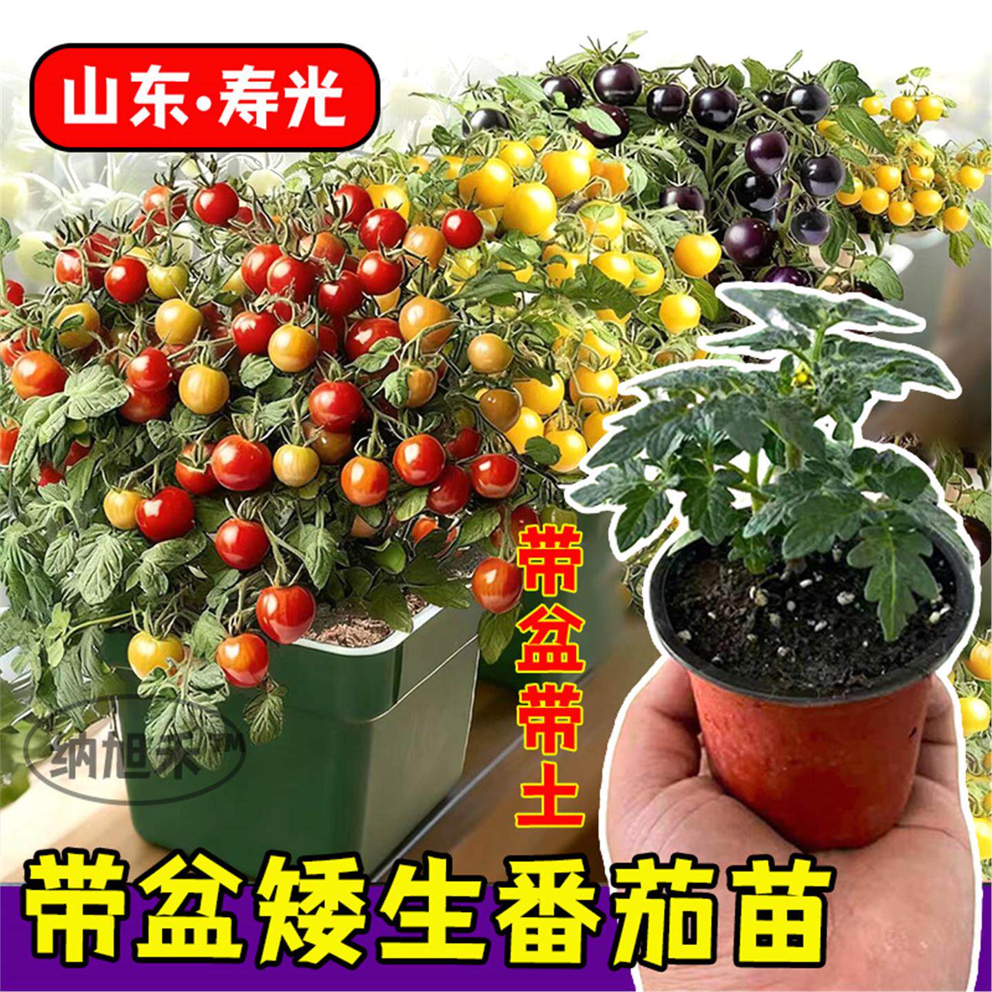 矮生番茄盆栽苗子种四季西