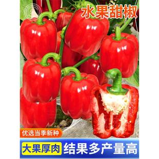 水果甜椒种子青椒方椒种籽辣椒红黄色彩椒春季盆栽南方蔬菜苗秧孑
