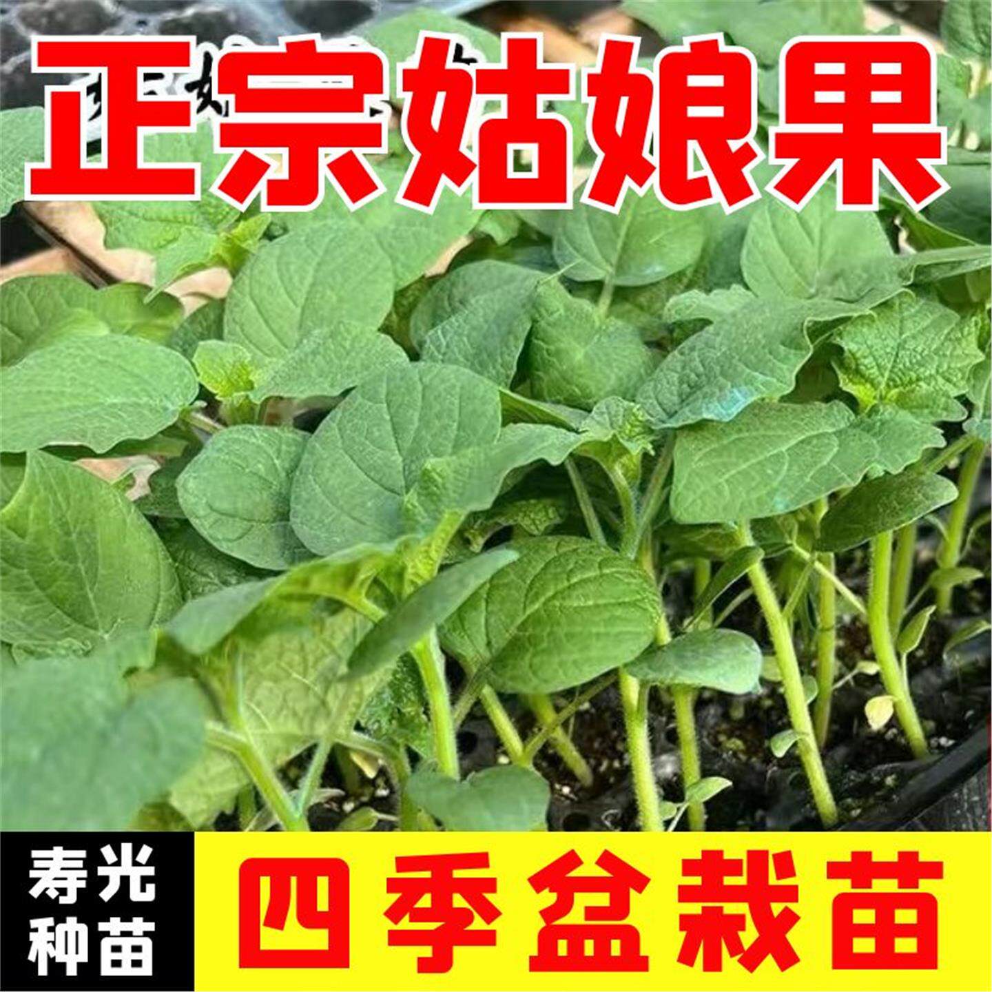 姑娘果秧苗种子大粉番茄矮
