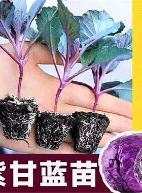 紫甘蓝苗秧带土包菜绿卷心