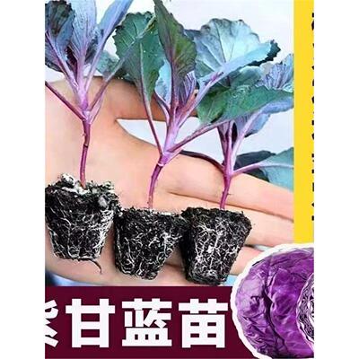 紫甘蓝苗秧带土包菜绿卷心