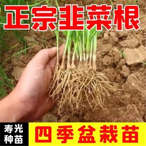 韭菜根秧苗尖椒线螺丝杭大