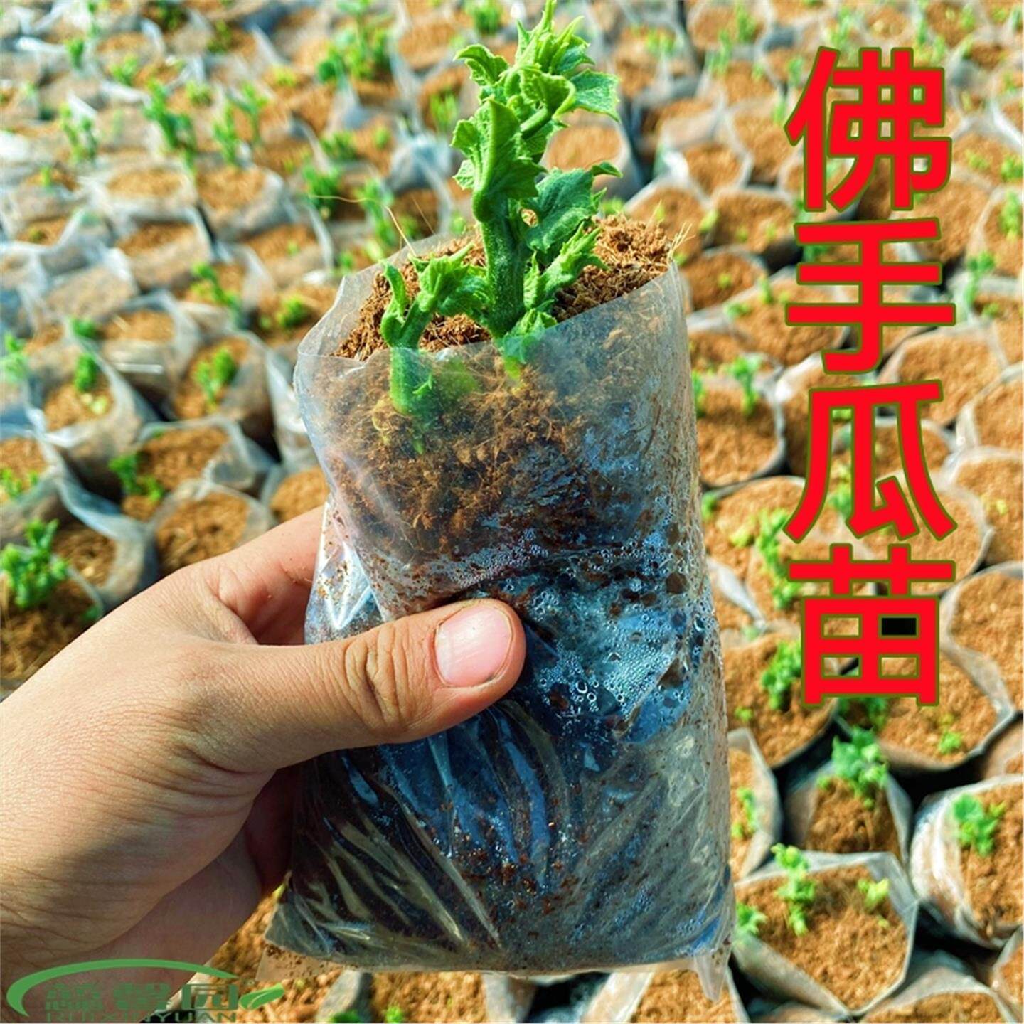 春夏佛手瓜苗佛手瓜种瓜带芽秧苗瓠瓜苗亚腰葫芦苗砍瓜苗秧幼瓜苗