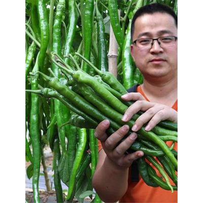 春季辣椒种子苗秧五彩朝天