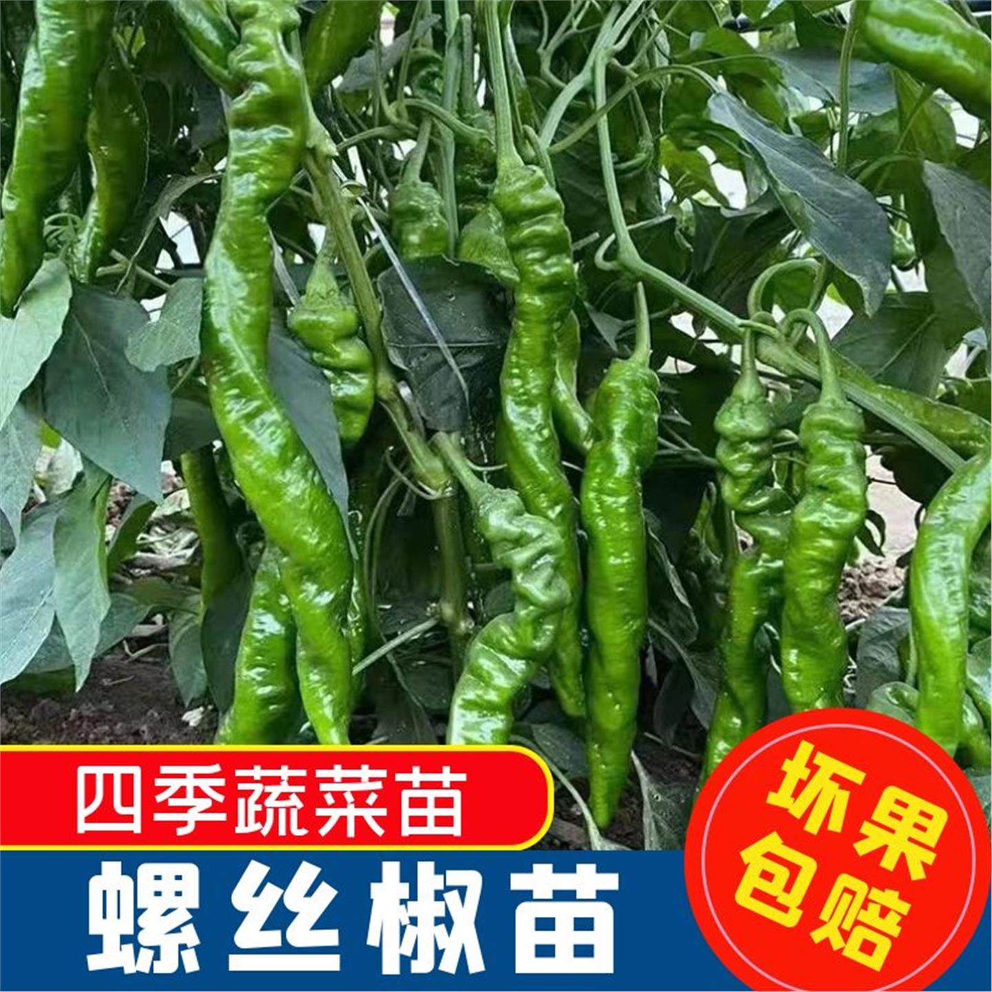 春季特辣薄皮螺丝椒种苗湖