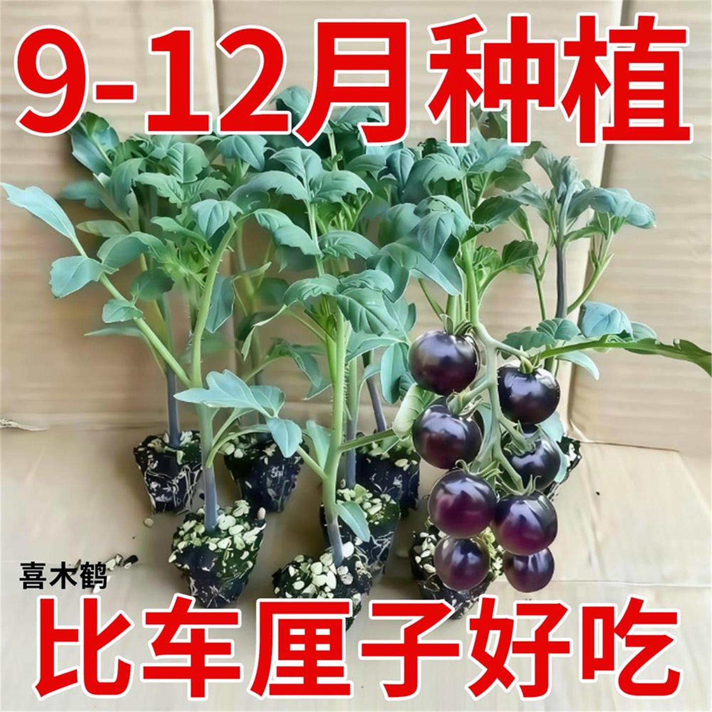 巨甜糖水炸弹黑宝石番茄秧