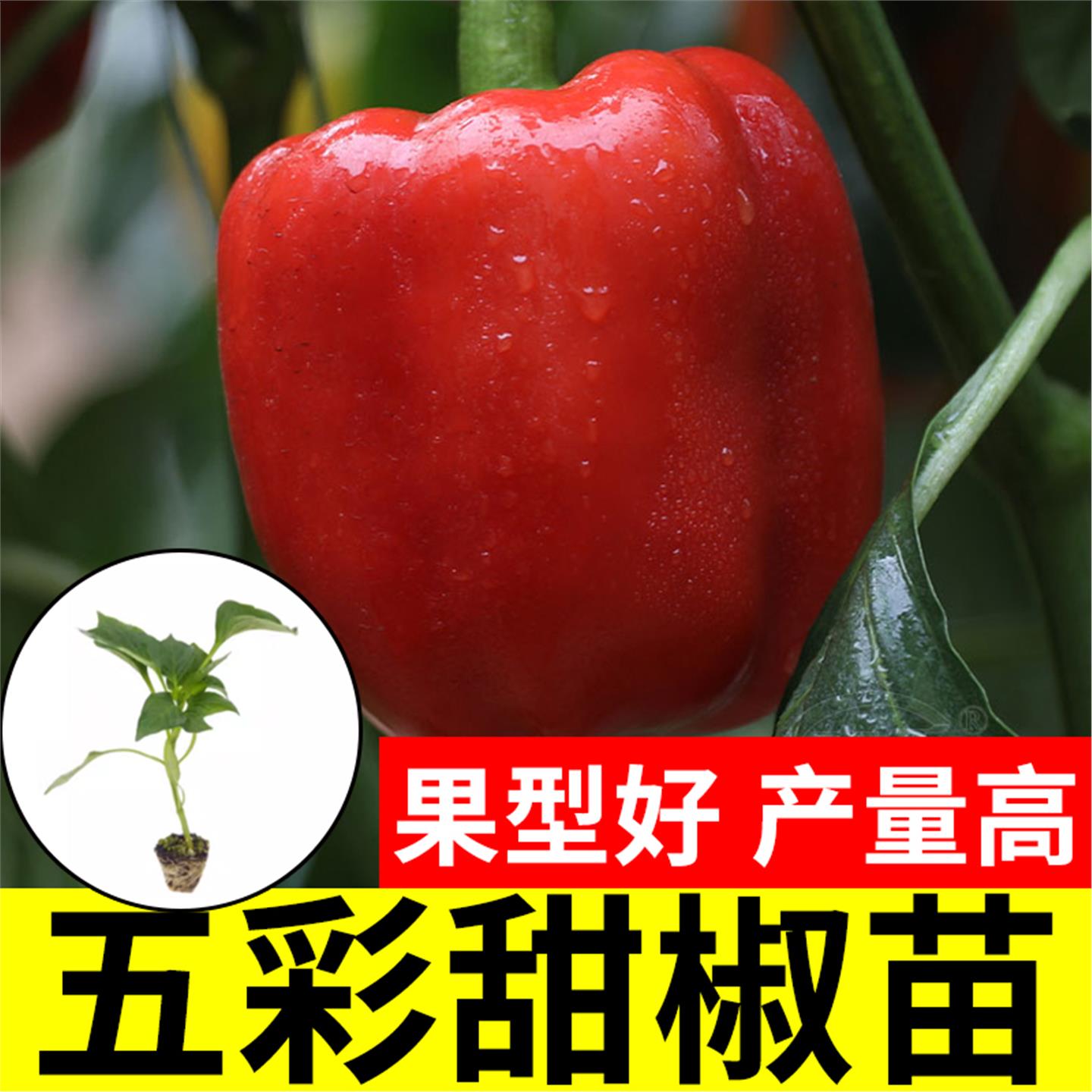 五彩甜椒苗秧多辣红黄绿菜