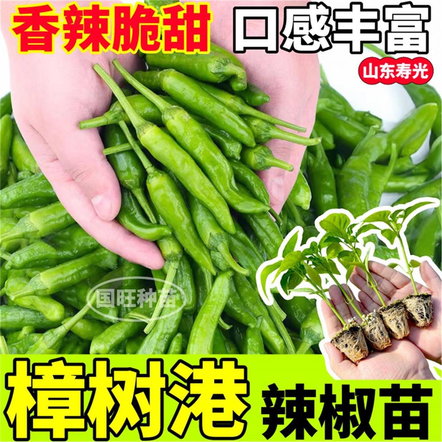 正宗湖南樟树港辣椒苗秧香