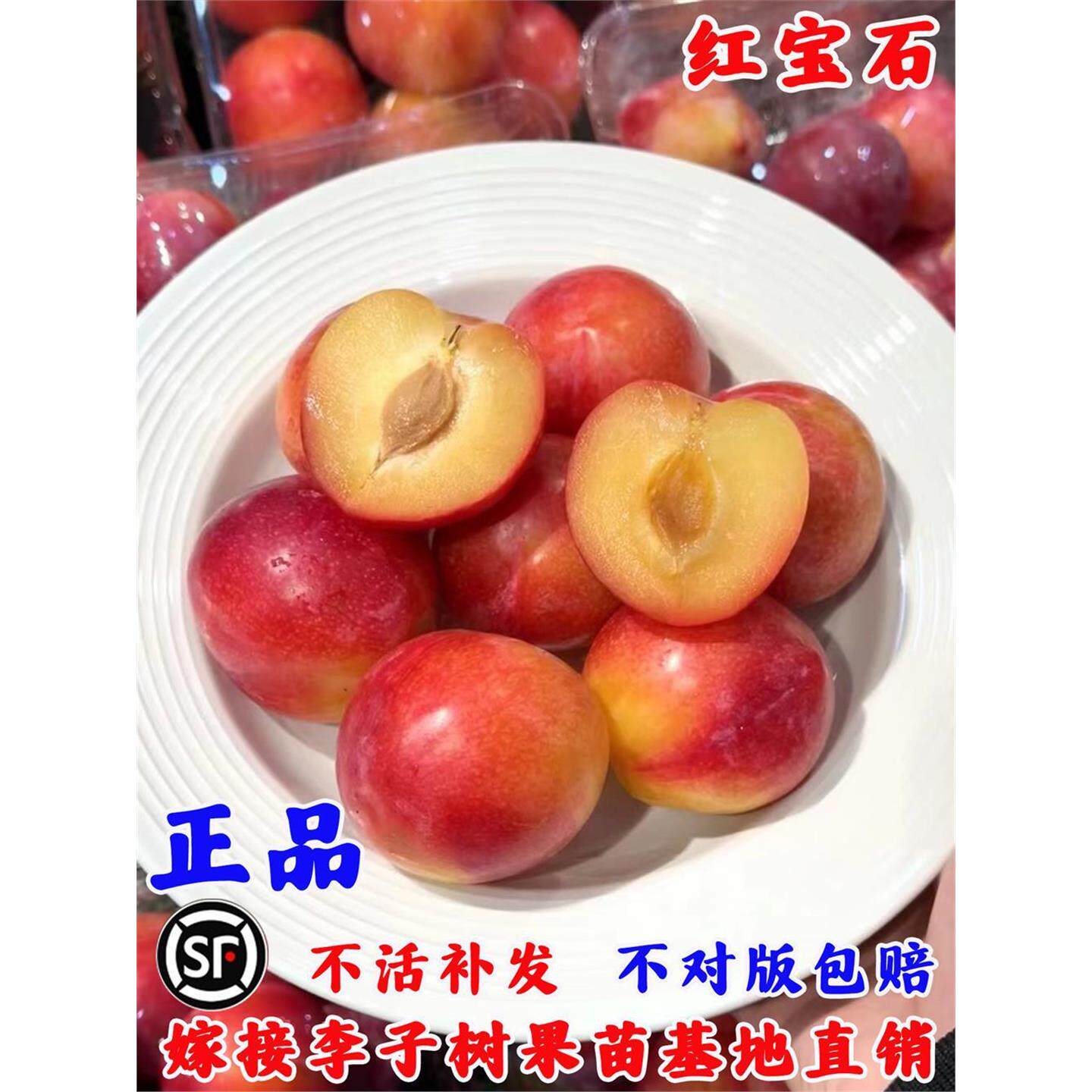 李子树苗嫁接黑蜜澳德罗达