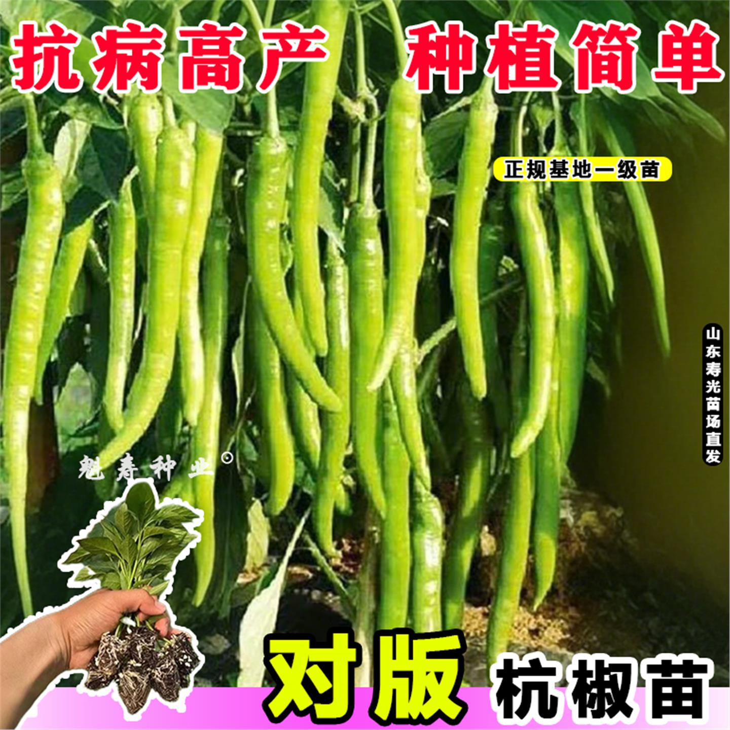 香辣正宗杭椒苗秧脆朝天七