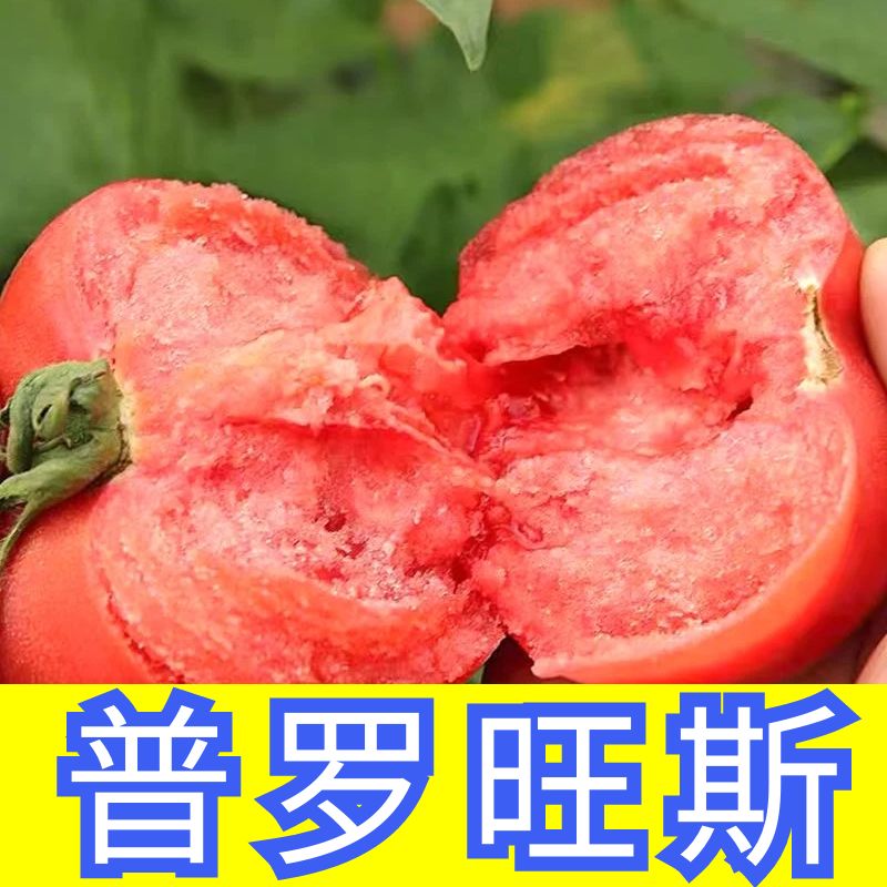 普罗旺斯番茄苗普罗旺斯番茄秧苗