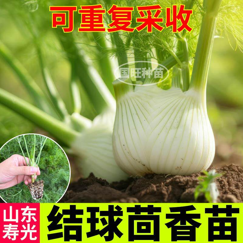 四季球茎茴香苗秧割茬种子