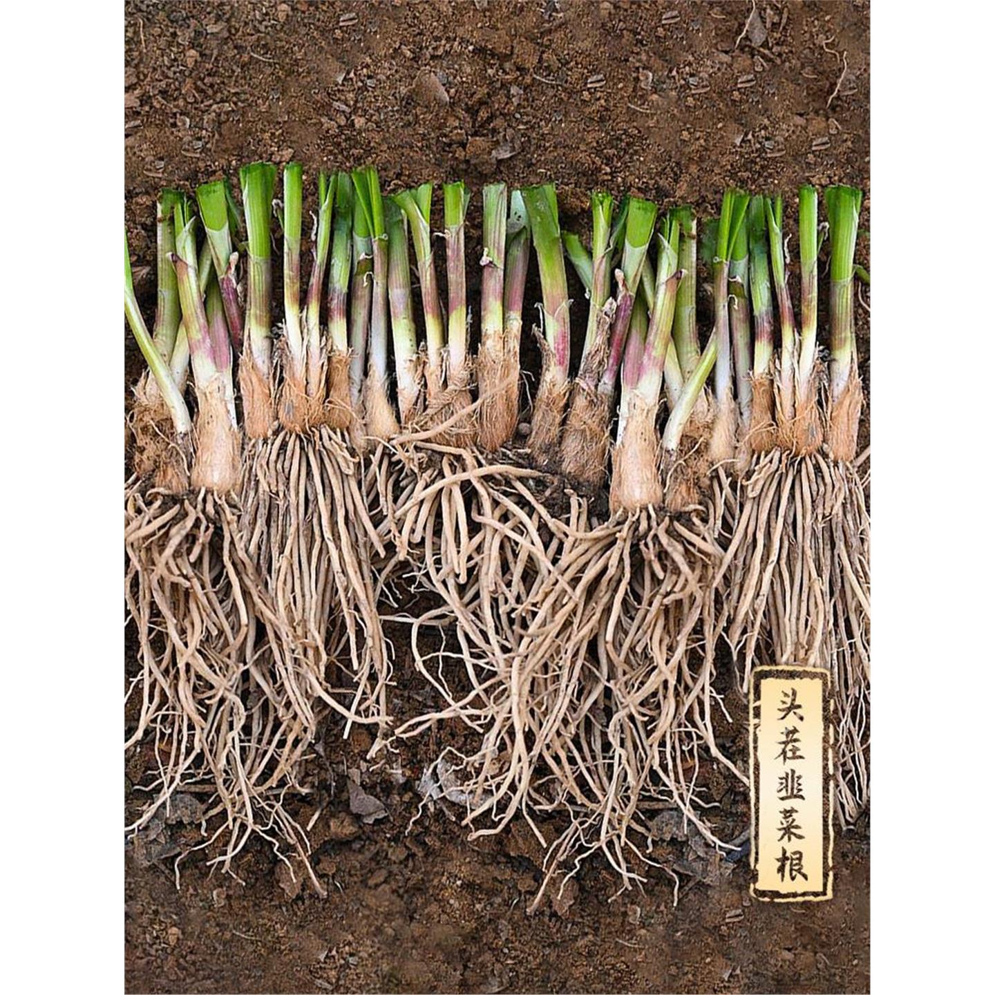 韭菜根苗紫红四季新鲜蔬种