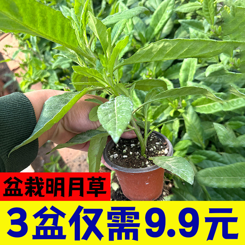 明月明月蔬菜盆栽健康草白秧苗草菜苗草苗可食用背菜富贵籽草