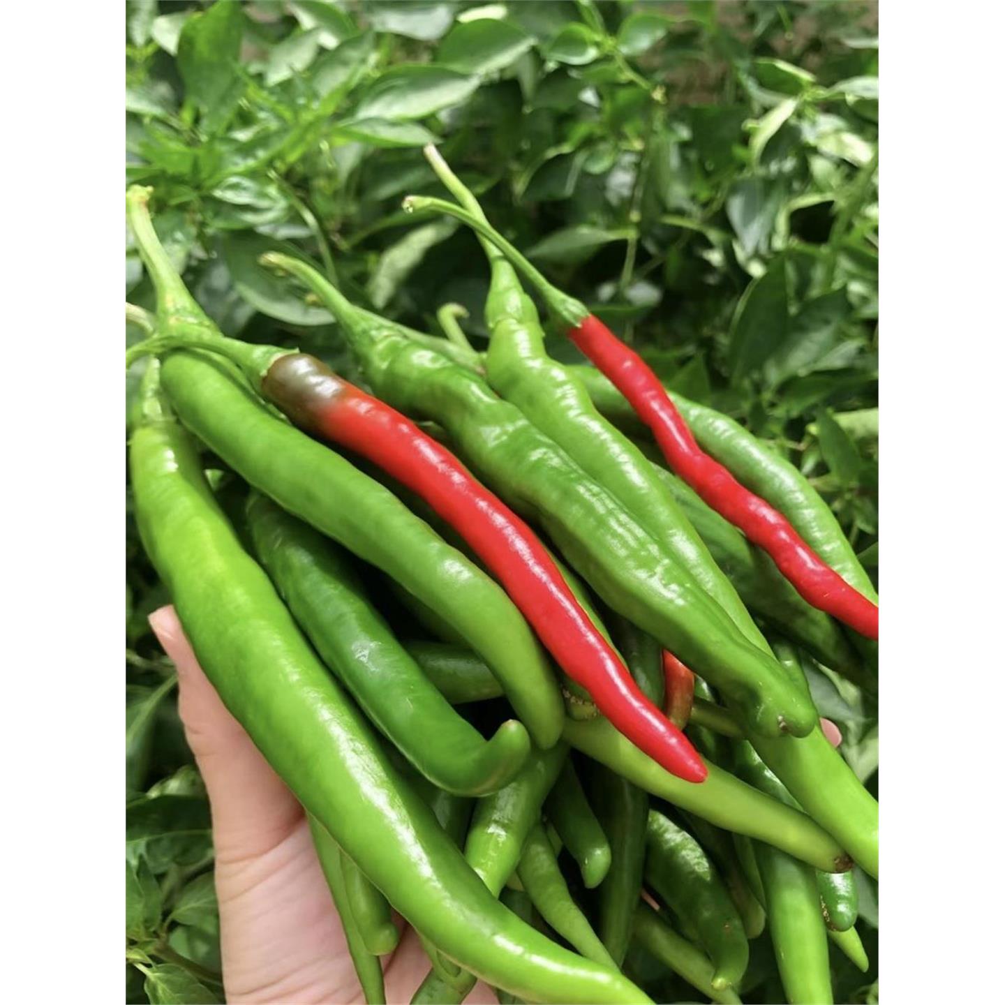 高产线椒辣椒苗长青椒尖椒二荆条南方春季菜种籽子孑盆栽蔬菜苗秧