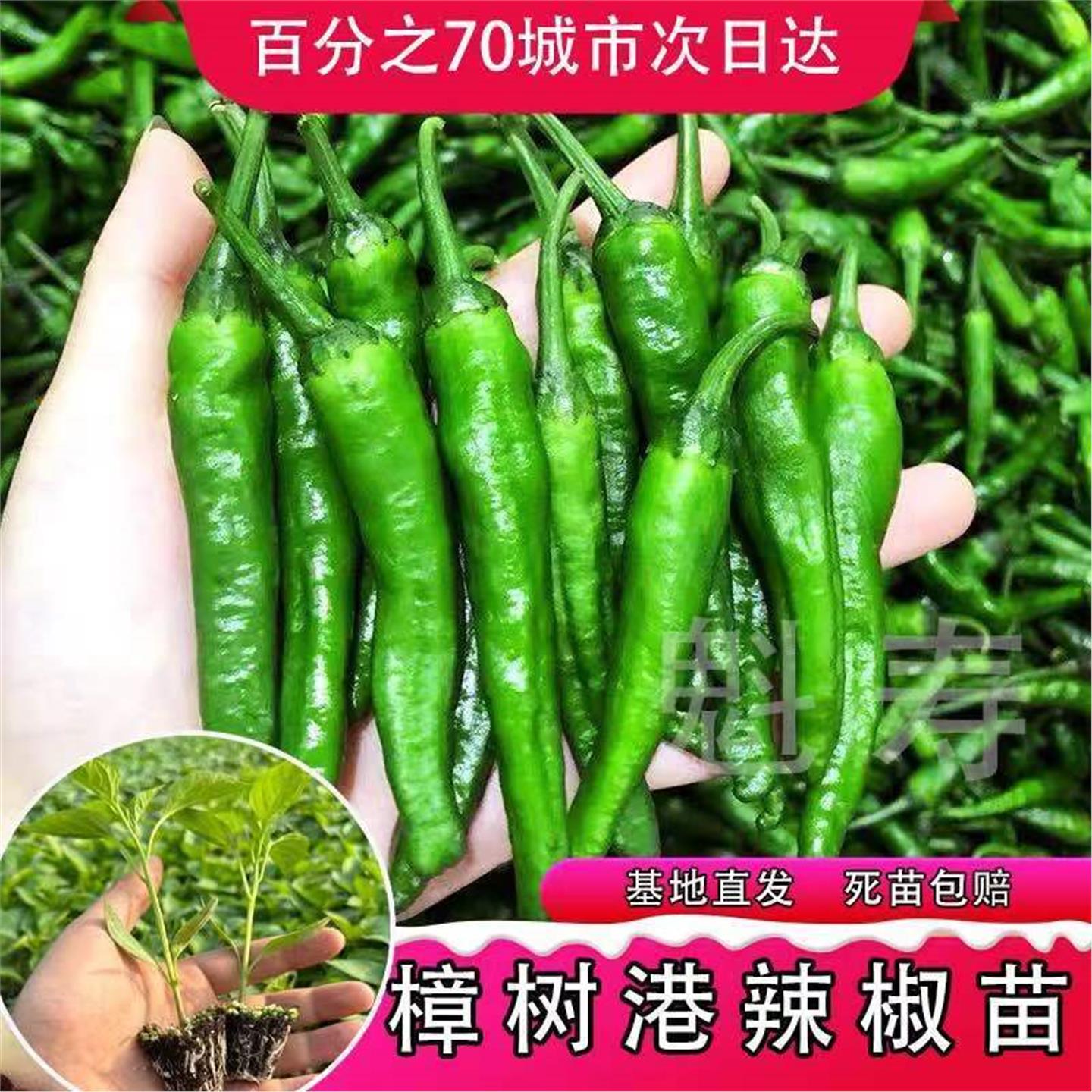 正宗湖南樟树港辣椒苗秧皮
