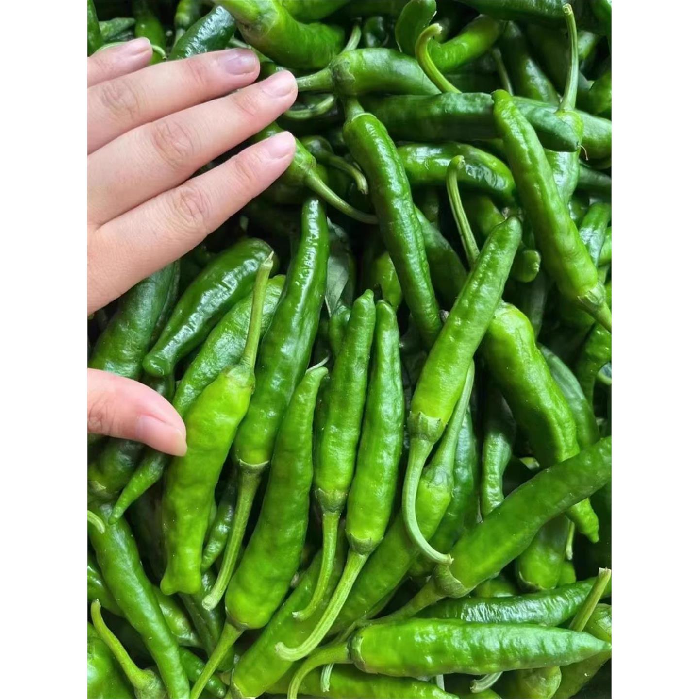 湖南正宗樟树港辣椒苗秧香